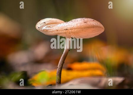 Foto macro di funghi bellissimi e misteriosi nella natura in epoca d'oro. Foto Stock