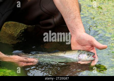 Pesca alla trota, pesca con la mosca in un fiume. Fisherman, pescatore che tiene una trota in mano Foto Stock