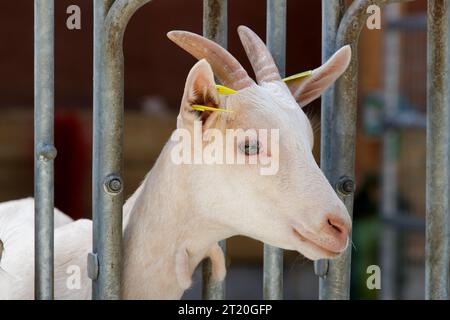 Allevamento di capre presso l'allevamento di capre la Planquette a Fressin (Francia settentrionale) per la produzione di formaggio di capra Foto Stock