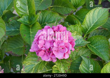 Hydrangea o comunemente chiamata Hortensia con fiori rosa scuro. Foto Stock