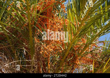 Palma da dattero, in latino chiamata Phoenix dactylifera, che mostra un ritaglio della corona con alcune foglie e dettagli su ammassi di frutti da dattero. Foto Stock