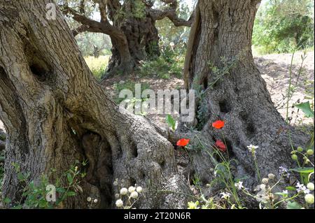 Palestina, OLIVICOLTURA PALESTINA, Jenin, olivicoltura, olivo di 2000 anni dell'epoca romana *** PALÄSTINA, Jenin, Oliven Anbau, 2000 Jahre alter Olivenbaum aus der römischen Zeit Jenin Palestine Foto Stock