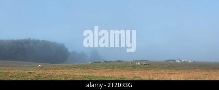 mucche nella nebbia mattutina della valle del saone vicino a digione in francia Foto Stock