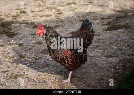 Un primo piano di un pollo, con una bassa profondità di campo Foto Stock