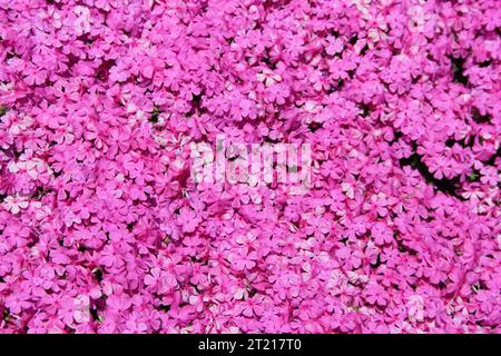 Immagine ravvicinata di un'illeggibile con fiori rosa. Ideale per gli amanti delle piante, dei vivai o semplicemente per stare all'aperto e godersi il giardino. Orecchio Foto Stock