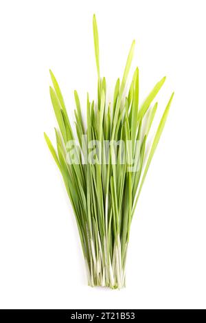 Mazzo di erba di grano fresca. Prime foglie germogliate di frumento tenero Triticum aestivum, utilizzate per alimenti, bevande o integratori alimentari. Foto Stock