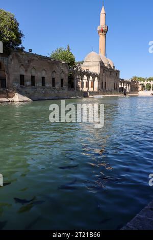 Sanliurfa, Turchia - 15 luglio 2023: Il lago e i pesci che vi vivono, situati nel centro di Şanlıurfa, dove si ritiene che il profeta Abramo Foto Stock