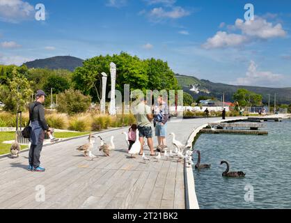 3 dicembre 2022: Lago Rotorua, Baia di abbondanza, Nuova Zelanda - famiglie che alimentano i gabbiani, le oche e i cigni neri alla riserva di Lakefront, un nuovo $40... Foto Stock