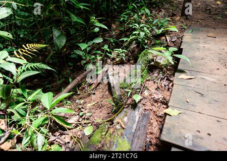 Un passaggio pedonale pavimentato conduce a un sentiero lussureggiante e ben mantenuto che si snoda attraverso una foresta pluviale tropicale Foto Stock