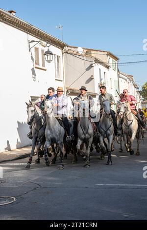 Francia, Aigues-Mortes, 9 ottobre 2023. Tori scortati all'arena dai cavalieri, i tori sono tra i cavalli, Gard, Occitanie Foto Stock