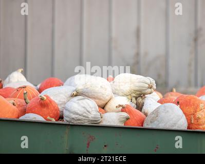 le zucche bianche e arancioni in mostra presso le fattorie kruspki Foto Stock