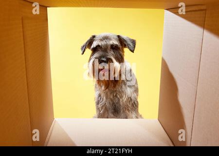 Ritratto del carino Schnauzer, cane di razza che guarda la macchina fotografica all'interno della scatola di cartone sullo sfondo giallo dello studio. Spazio di copia per il testo. Foto Stock