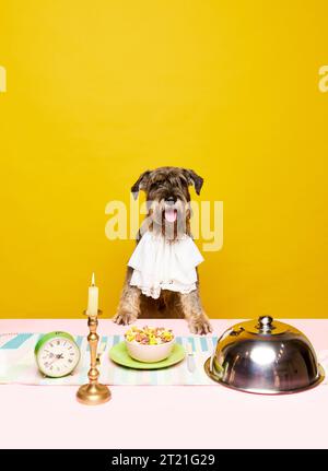 Ritratto dell'aristocratico affamato schnauzer, cane di razza seduto sul tavolo con diversi piatti deliziosi e candele decorate sullo studio beige Foto Stock