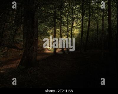 Un tranquillo sentiero che si snoda attraverso una tranquilla area boscosa con una panchina di legno e alti alberi sullo sfondo Foto Stock