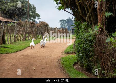 Camminata tra le oche bianche lungo un percorso agricolo negli altopiani intorno a Nairobi, Kenya Foto Stock