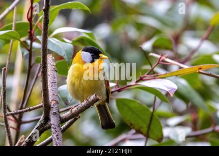 Una mesia adulta dalle orecchie d'argento, Leiothrix argentauris, è una piccola e colorata specie di uccello endemica del Sud-Est asiatico. Appollaiato su una diramazione e con Foto Stock