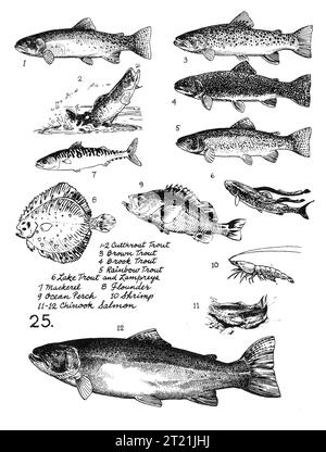 Creatore: Hines, Bob. Soggetti: Trota cutthroat; trota bruna; trota di ruscello; trota arcobaleno; trota di lago; lampres; sgombro; passera; persico oceanico; gamberi; salmone chinook; line art; illustrazioni; illustrazioni; pesci. . 1998 - 2011. Foto Stock