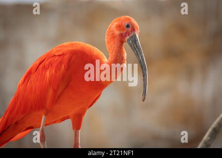 scarlet ibis (Eudocimus ruber), primo piano Foto Stock