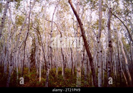 Una folta schiera di alberi di asfalto situata nello Yukon Flats National Wildlife Refuge (YFNWR). Soggetti: Foreste; alberi decidui; Scenici; vegetazione; alberi. Località: Alaska. Fish and Wildlife Service Site: Yukon Flats National Wildlife Refuge. Foto Stock