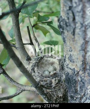 Un nido di parula gialla con uova si trova in un albero di aspen sullo Yukon Flats NWR.; Habitat; Aspen; YFNWR; specie; passerini. Oggetto: Foreste; uccelli. Fish and Wildlife Service Site: YUKON FLATS NATIONAL WILDLIFE REFUGE. Foto Stock