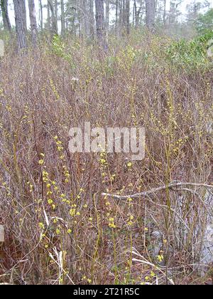 Lindera melissifolia, pondberry, ramoscelli giallastro a rischio di estinzione indicativa della specie. Creatore: Pattavina, Pete. Nota descrittiva: I ramoscelli gialli e i primi fiori gialli (marzo) sono indicativi di questa specie a rischio di estinzione. Lindera melissifolia, pondberry. Soggetti: Lindera melissifolia; savana di pino bagnato; zone umide isolate; zone umide di arbusti; bacche di pondberry; specie in via di estinzione; piante; zone umide obbligate; Georgia; ambienti costieri Plain Physiographic Province. Foto Stock