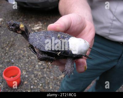 Montagne; Georgia settentrionale; Blue Ridge Physiographic ; specie minacciate di estinzione; rettili; ricerca; radio telemetria. Nota descrittiva: Tartaruga paludosa (Clemmys muhlenbergii) con radiotrasmettitore. Questo esemplare è stato coltivato in cattività e rilasciato in natura. Soggetti: Specie in pericolo; ricerca; rettili. Foto Stock