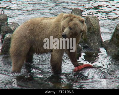 Immagine scattata al Frazer Fish Pass sull'isola di Kodiak. Risoluzione più alta di questa immagine non disponibile. Soggetti: Mammiferi; orsi; orsi grizzly; Kodiak National Wildlife Refuge; Alaska. . 1998 - 2011. Foto Stock