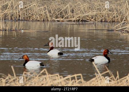 Anatra canvasback e la sua covata presso l'Anchorage Coastal Wildlife Refuge, Potter's Marsh, Anchorage, Alaska. Soggetti: Uccelli; uccelli acquatici; ambienti acquatici. Località: Alaska. Foto Stock