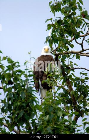 Questa immagine è stata scattata all'interno del Kodiak National Wildlife Refuge tra il 26 e il 30 luglio 2005. Soggetti: Uccelli; rapaci; uccelli rapaci; aquile calve; Kodiak National Wildlife Refuge; Alaska. . 1998 - 2011. Foto Stock