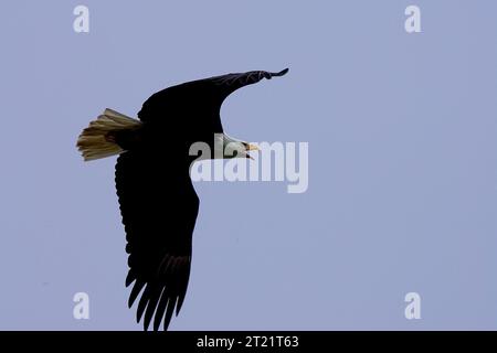 Questa immagine è stata scattata all'interno del Kodiak National Wildlife Refuge tra il 26 e il 30 luglio 2005. Soggetti: Uccelli; rapaci; uccelli rapaci; aquile calve; Kodiak National Wildlife Refuge; Alaska. . 1998 - 2011. Foto Stock