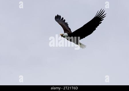 Questa immagine è stata scattata all'interno del Kodiak National Wildlife Refuge tra il 26 e il 30 luglio 2005. Soggetti: Uccelli; rapaci; rapaci; aquile calve; riserva naturale nazionale di Kodiak. . 1998 - 2011. Foto Stock