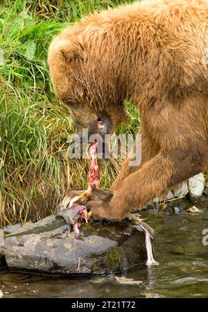 Un orso bruno si nutre di salmone in un fiume al Kodiak National Wildlife Refuge, Alaska, durante la corsa annuale di salmone che sostiene la fauna selvatica dell'ecosistema. Foto Stock