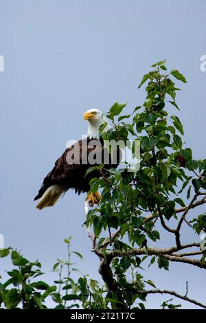 Questa immagine è stata scattata all'interno del Kodiak National Wildlife Refuge tra il 26 e il 30 luglio 2005. Soggetti: Uccelli; rapaci; uccelli rapaci; aquile calve; Kodiak National Wildlife Refuge; Alaska. . 1998 - 2011. Foto Stock