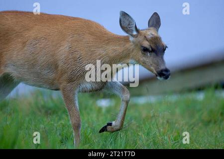 Questa immagine è stata scattata all'interno del Kodiak National Wildlife Refuge tra il 26 e il 30 luglio 2005. Soggetti: Animali; mammiferi; ungulati; cervi; Kodiak National Wildlife Refuge; Alaska. . 1998 - 2011. Foto Stock