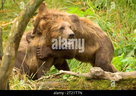 TwoQuesta immagine è stata scattata all'interno del Kodiak National Wildlife Refuge Between. Soggetti: Mammiferi. Foto Stock