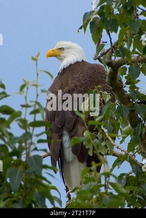 Questa immagine è stata scattata all'interno del Kodiak National Wildlife Refuge tra il 26 e il 30 luglio 2005. Soggetti: Uccelli; rapaci; uccelli rapaci; aquile calve; Kodiak National Wildlife Refuge; Alaska. . 1998 - 2011. Foto Stock