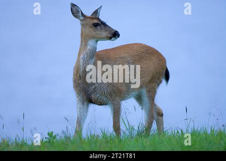 Questa immagine è stata scattata all'interno del Kodiak National Wildlife Refuge tra il 26 e il 30 luglio 2005. Soggetti: Animali; mammiferi; ungulati; cervi; Kodiak National Wildlife Refuge; Alaska. . 1998 - 2011. Foto Stock