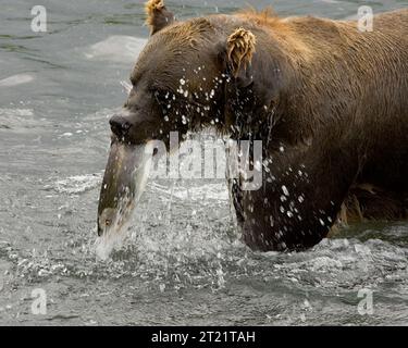 Un orso bruno si nutre di salmone al Frazer Lake weir, Kodiak National Wildlife Refuge, Alaska. La diga consente ai pesci di bypassare una cascata, garantendo che il salmone possa riprodursi nello sbocco del lago. Foto Stock