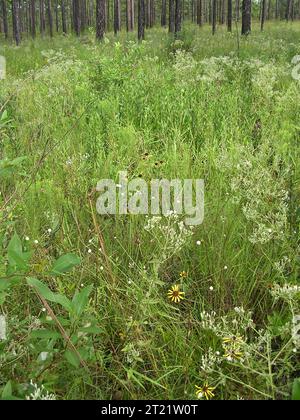 Testa a nido d'ape viola, una rara specie vegetale del sud-est. Creatore: Pattavina, Pete. Nota descrittiva: Balduina atropurpurea (testa a nido d'ape viola) nel suo habitat naturale con piante a caraffa (S. flava). Soggetti: Balduina atropurpurea; testa a nido d'ape viola; habitat; specie dipendenti dal fuoco; specie di piante rare; piante caraffa associato palude; Georgia; ambienti costieri Plain Physiographic Province. Foto Stock