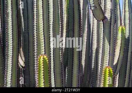 Piante tropicali consistono lo sfondo sotto il sole Foto Stock