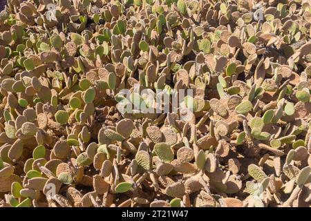 Piante tropicali consistono lo sfondo sotto il sole Foto Stock