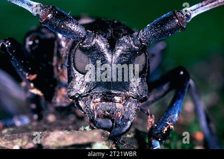 L'Asian Longhorned Beetle (ALB) è grande, con una lunghezza compresa tra 0,75 e 1,25 pollici, con antenne bianche e nere molto lunghe. Il corpo è nero lucido con macchie bianche irregolari. Questi coleotteri si nutrono di molte specie di alberi di latifoglie. Gli adulti possono essere visti da. Soggetti: Conservazione delle foreste; insetti; specie invasive. . 1998 - 2011. Foto Stock