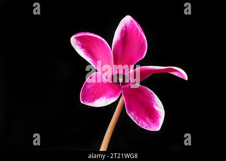 Fiore di ciclamino con frange di magenta e bianco isolato contro il nero Foto Stock