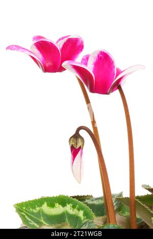 Fiori di ciclamino e gemma isolati contro il bianco Foto Stock
