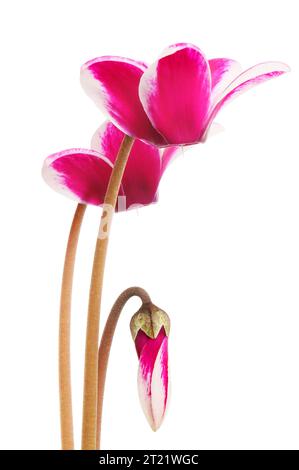 Primo piano di fogne di cycamen color magenta e boccioli isolati contro il bianco Foto Stock