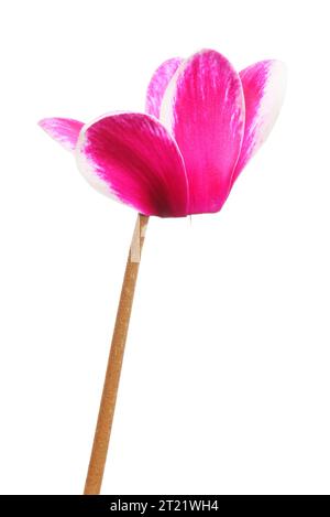 Fiore di ciclamino di colore magenta isolato contro il bianco Foto Stock