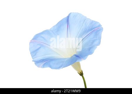Gloria mattutina, Ipomoea tricolore, fiore isolato contro il bianco Foto Stock