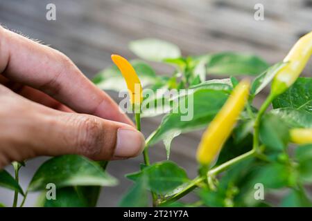 Mani con peperoncino, piante di peperoncino fresco, verdure biologiche Foto Stock