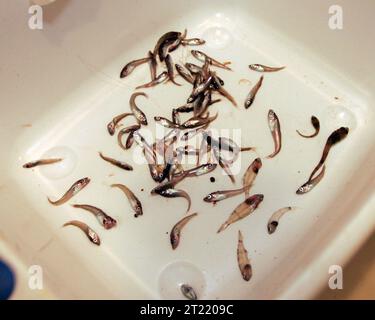 La ricerca sui pesci foraggere delle Isole Shumagin, parte dell'Alaska Maritime National Wildlife Refuge, si concentra sulla comprensione dell'ambiente costiero e del suo impatto sugli uccelli marini e sulla vita marina. Foto Stock