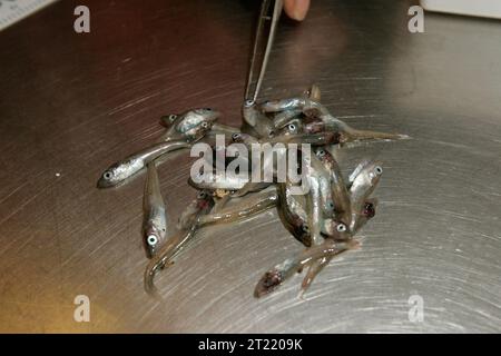 La ricerca sul pesce foraggio condotta nelle Isole Shumagin, Alaska, mira a studiare il rapporto tra ecosistemi costieri e specie marine come gli uccelli, con un'enfasi sulla salute dell'ecosistema e sulla protezione delle specie. Foto Stock